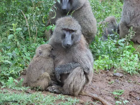 OliveBaboons1.jpg