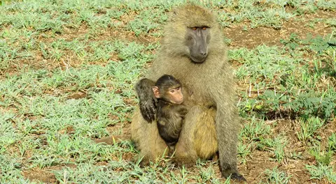 OliveBaboonwithyoung.jpg
