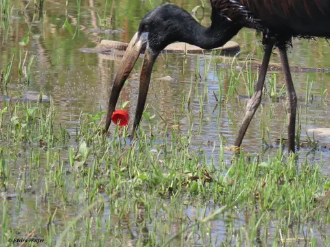 Open-billedStork1.jpg