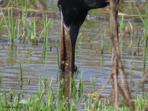 Open-billedStork2-2.jpg