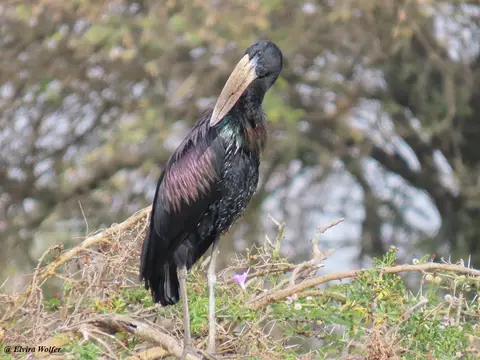 Open-billedStork2.jpg