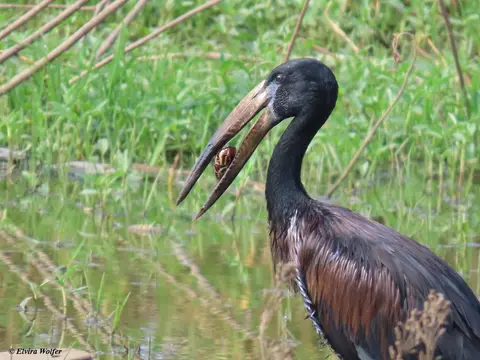 Open-billedStork3.jpg