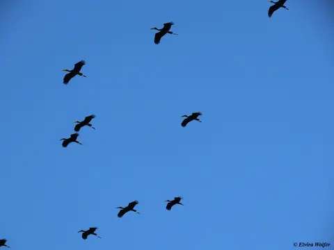 Open-billedStorkflying3.jpg