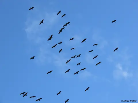 Open-billedStorkflying4.jpg