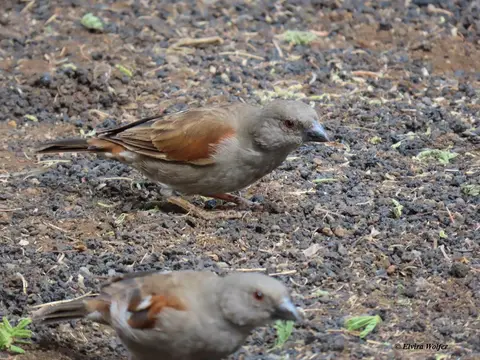 Parrot-billedSparrow.jpg