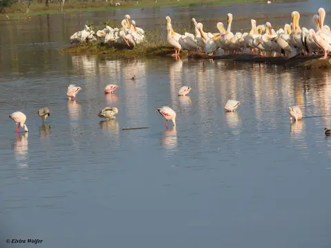 PelikaneundFlamingos1.jpg