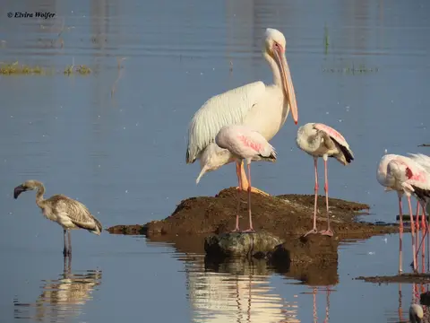 PelikaneundFlamingos2.jpg