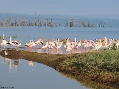 PelikaneundFlamingos3.jpg