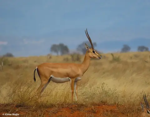 Peter'sGazellefemale.jpg