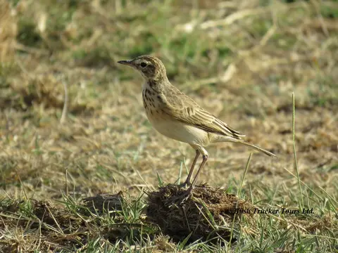 Plain-backedPipit-2.jpg