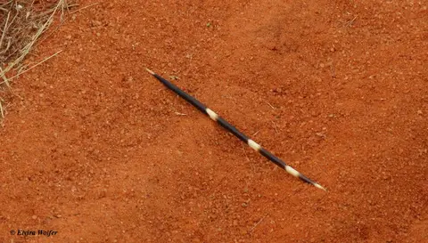 Porcupinequill.jpg