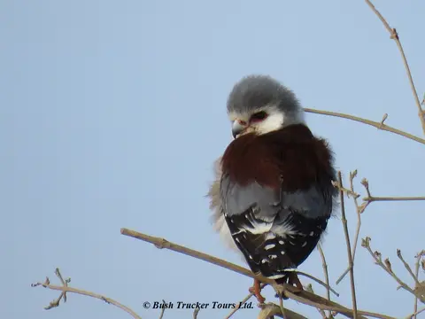 PygmyFalconfemale.jpg
