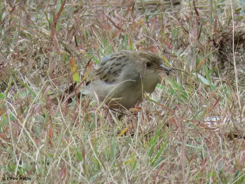 RattlingCisticola-2.jpg