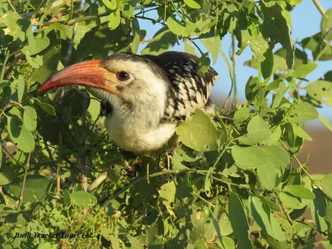 Red-billedHornbill-2.jpg