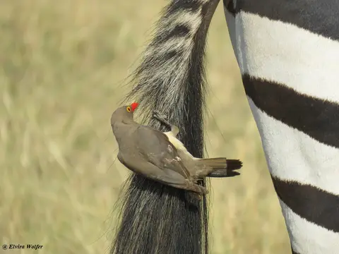 Red-billedOxpeckeronZebra.jpg