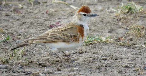 Red-cappedLark-Calandrellacinereawilliamsi.jpg