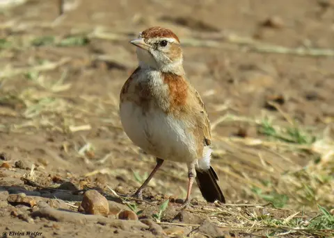 Red-cappedLark.jpg