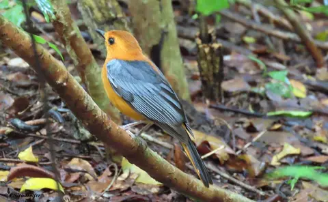 Red-cappedRobin-Chat-Cossyphanatalensisintensa.jpg