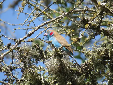 Red-cheekedCordonbleu.jpg