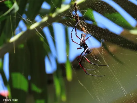 Red-leggedGoldenOrbSpider.jpg