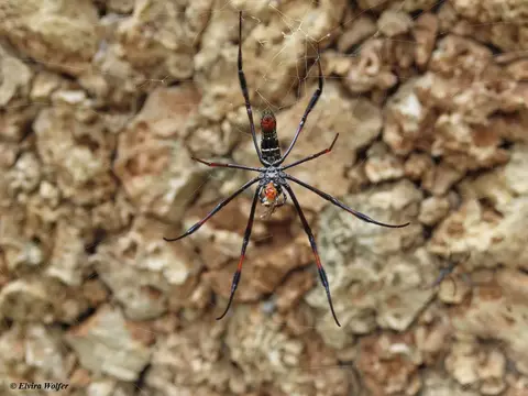 Red-leggedGoldenOrbSpiderBeute.jpg