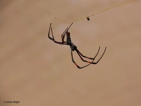 Red-leggedGoldenOrbSpiderkleiner.jpg