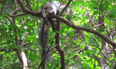 Red-leggedSunsquirrel.jpg
