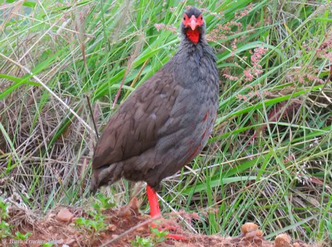 Red-neckedSpurfowl-Pternistisafercranchii.jpg