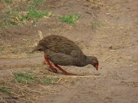 Red-neckedSpurfowl1.jpg
