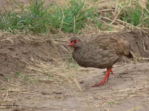 Red-neckedSpurfowl2.jpg