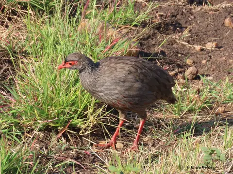 Red-neckedSpurfowl4.jpg