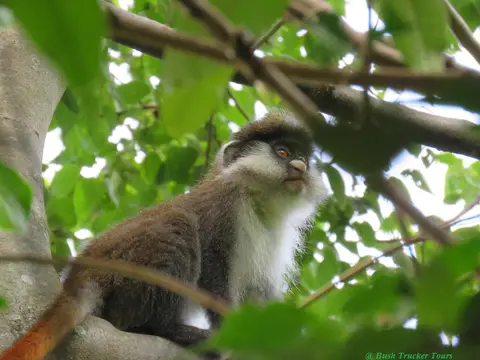 Red-tailedMonkey2.jpg