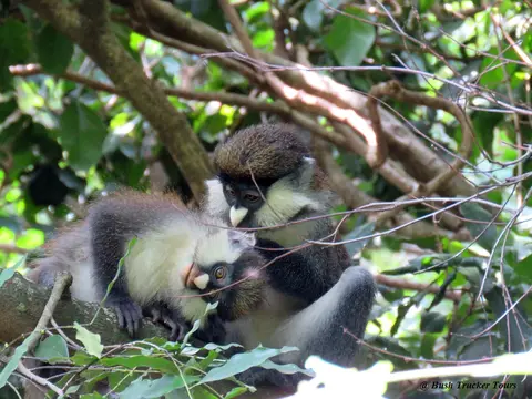 Red-tailedMonkey5lausen.jpg