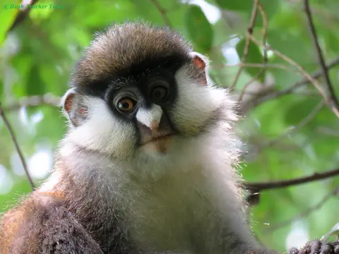 Red-tailedMonkey6.jpg