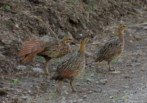 Red-wingedFrancolin.jpg