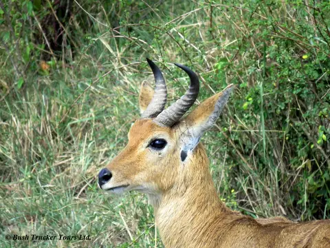 Reedbuck2.jpg