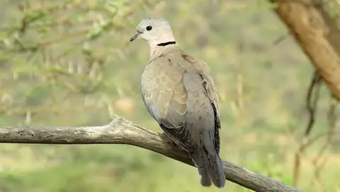 Ring-neckedDove-Streptopeliacapicolasomalica.jpg