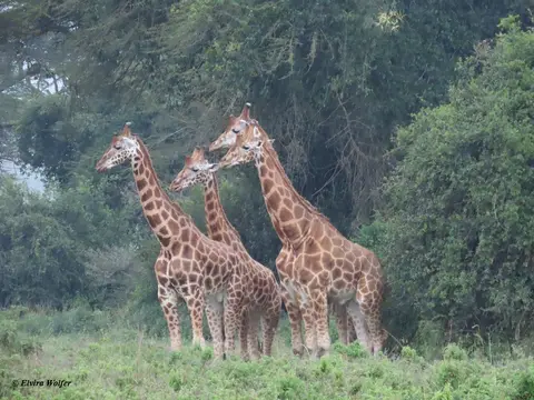 Rothschildgiraffen2.jpg