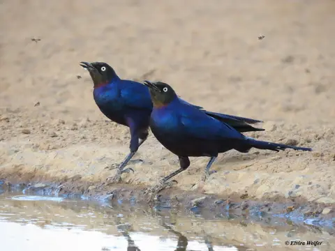 Rueppel'sStarling.jpg
