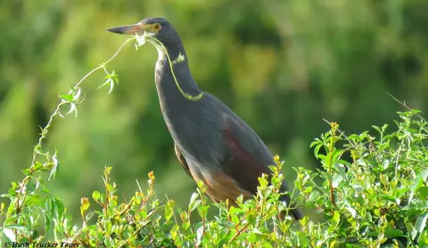 Rufous-belliedHeron.jpg