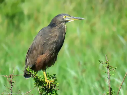 Rufous-belliedHeron2.jpg