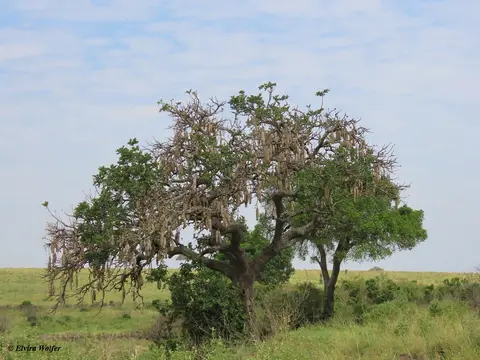 SausageTree1.jpg