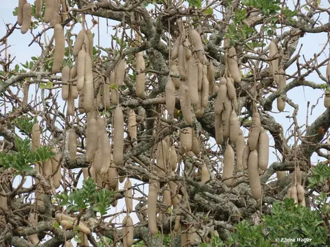 SausageTree2.jpg