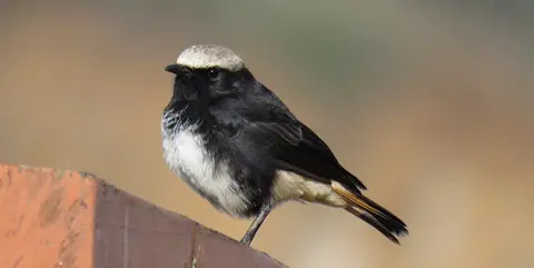 Schalow'sWheatearmale.jpg