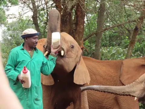 Sheldrick1-2.jpg