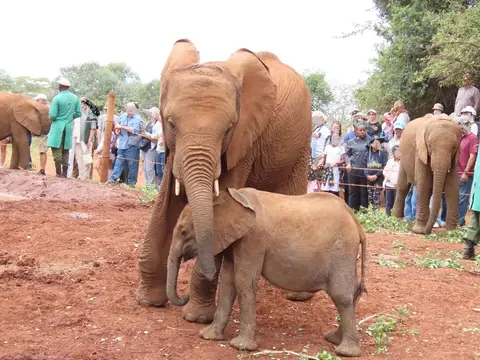 Sheldrick2.jpg