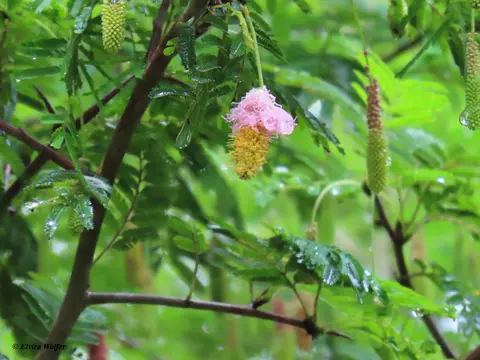 SickleBush.jpg