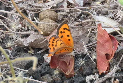 SmallCopper.jpg