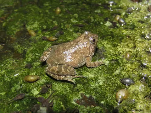 SnoringPuddleFrogwithtadpoles.jpg