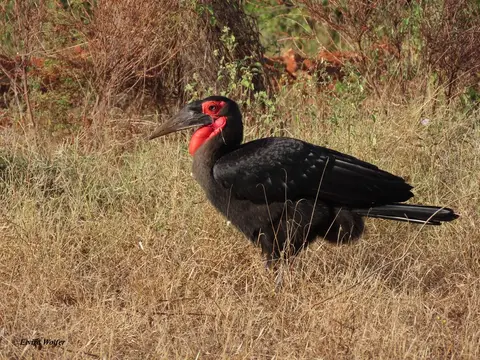 SouthernGroundHornbill3.jpg